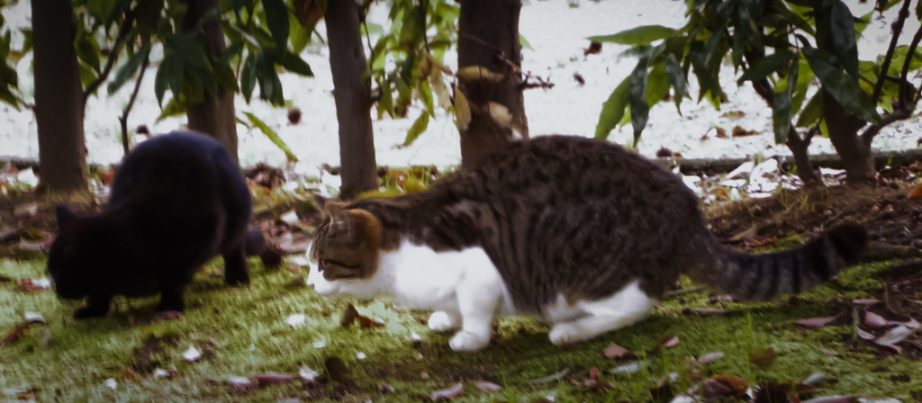 お遊び中