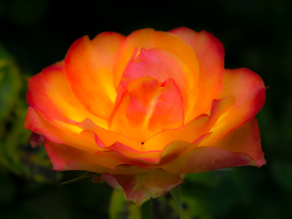初夏の薔薇