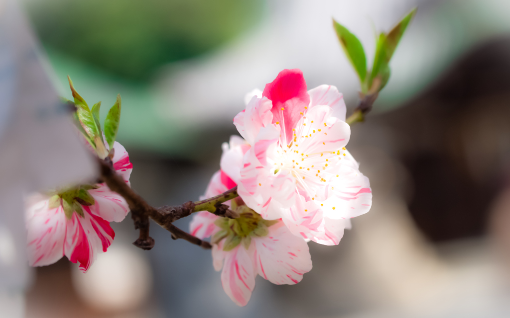 春の花５