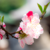 春の花５