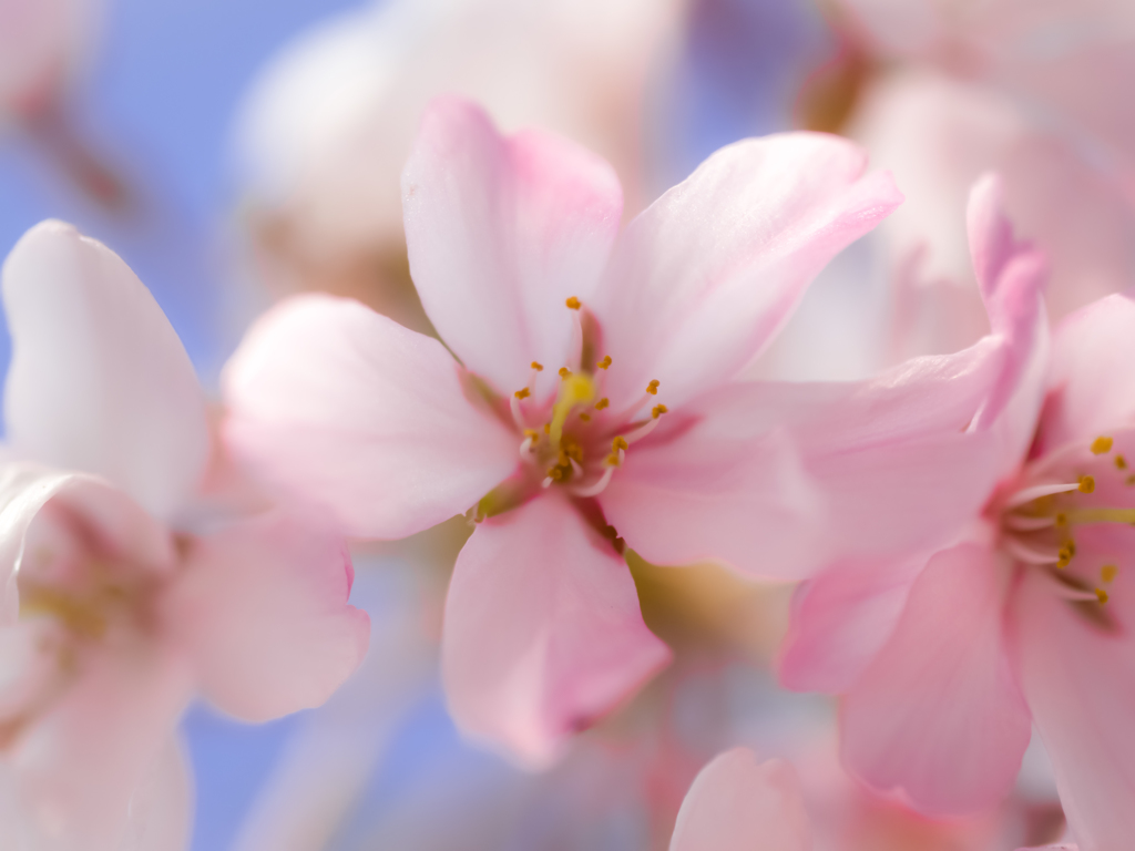 春の花６