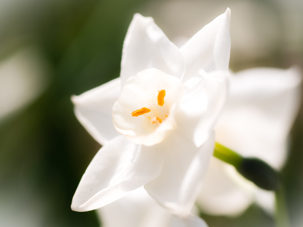 春の花８
