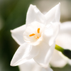 春の花８