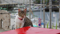 漁師村の猫