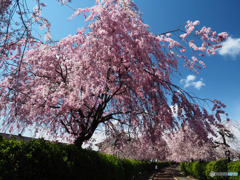 しだれ桜