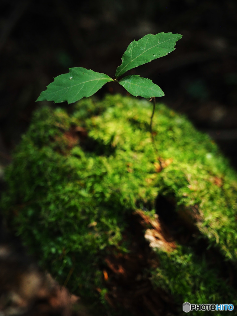 自然の苔玉