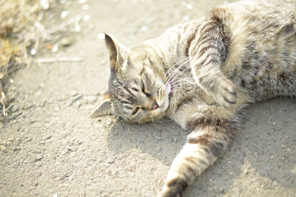 すりすり中の急な眠気