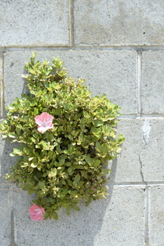 塀の花