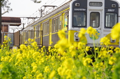菜の花電車