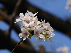 2016.04.03 桜