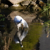 2015.02.10 鷺