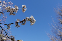 2015.03.31 青空