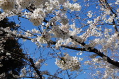 2015.03.27 桜