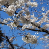 2015.03.27 桜