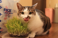 あっかんべー？