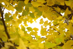 夕張の紅葉