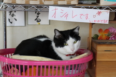 オシャレです♡いかがですか？