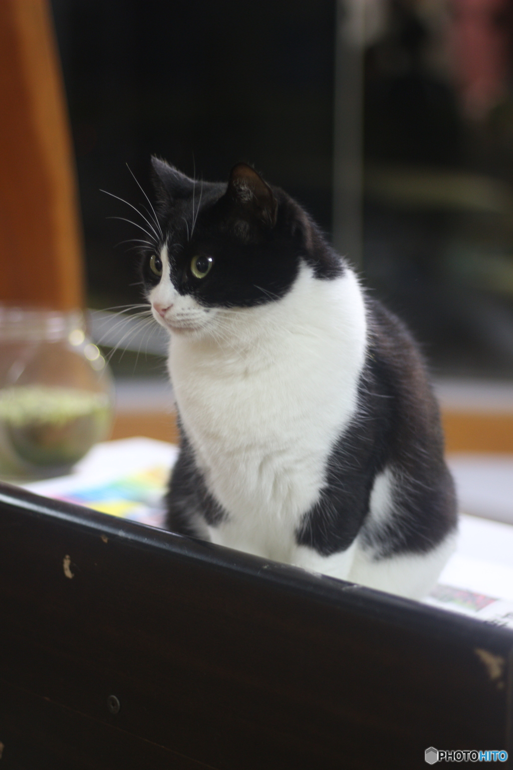 待ち猫来たらず１