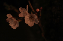 夜桜お七