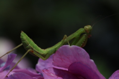 あのカマキリ君？