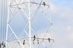 鳶の王と鳶5羽衆