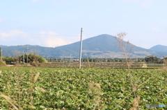 大根を干す風景