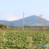 大根を干す風景