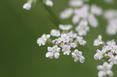 ヨモギの花+α