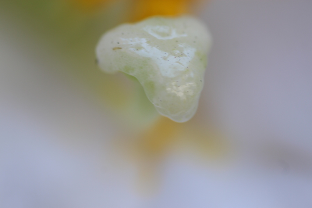 雌しべ