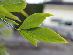 雨の降る日は2