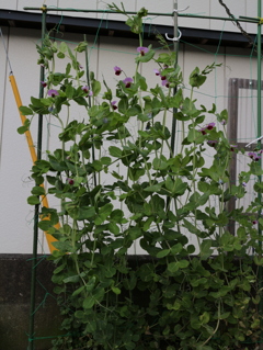 実はスイートピ。。。エンドウも岡元温泉の花