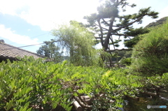 藤棚を上から撮りたかった。。。orz