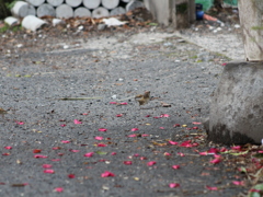 貴重なスズメのわき腹