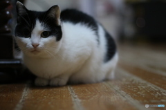 ゲゲゲの