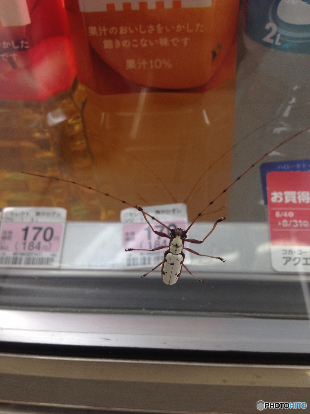 綺麗なカミキリムシ見付けたよ＾＾