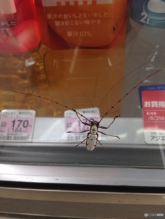 綺麗なカミキリムシ見付けたよ＾＾