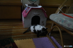 プロレスごっこ
