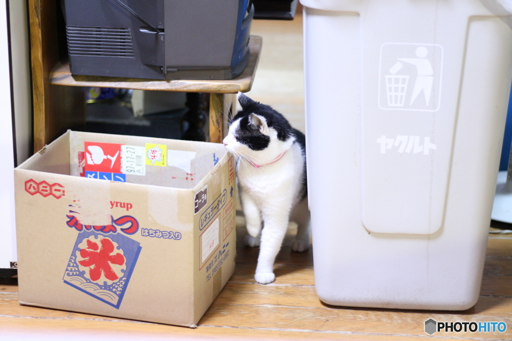 行ったかにゃ？