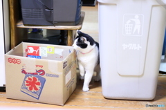 行ったかにゃ？
