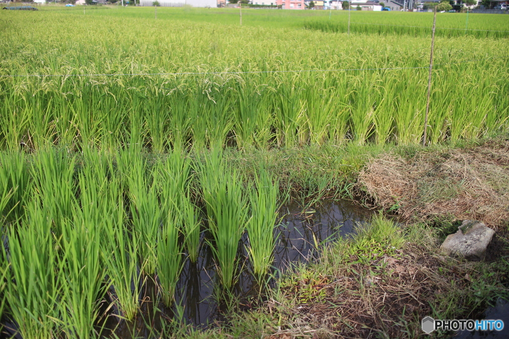 圧倒的では無いか! 我が軍は!!