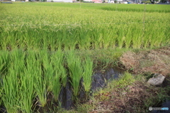 圧倒的では無いか! 我が軍は!!