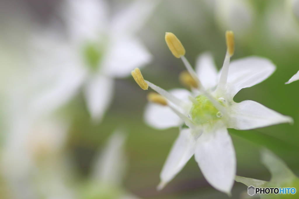 ハナの付かないニラの花