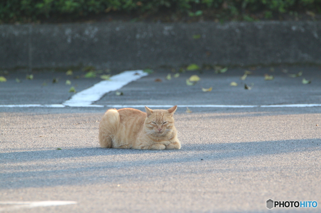第一村猫