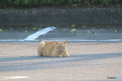 第一村猫