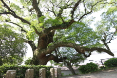 御神木より特徴的なあの木