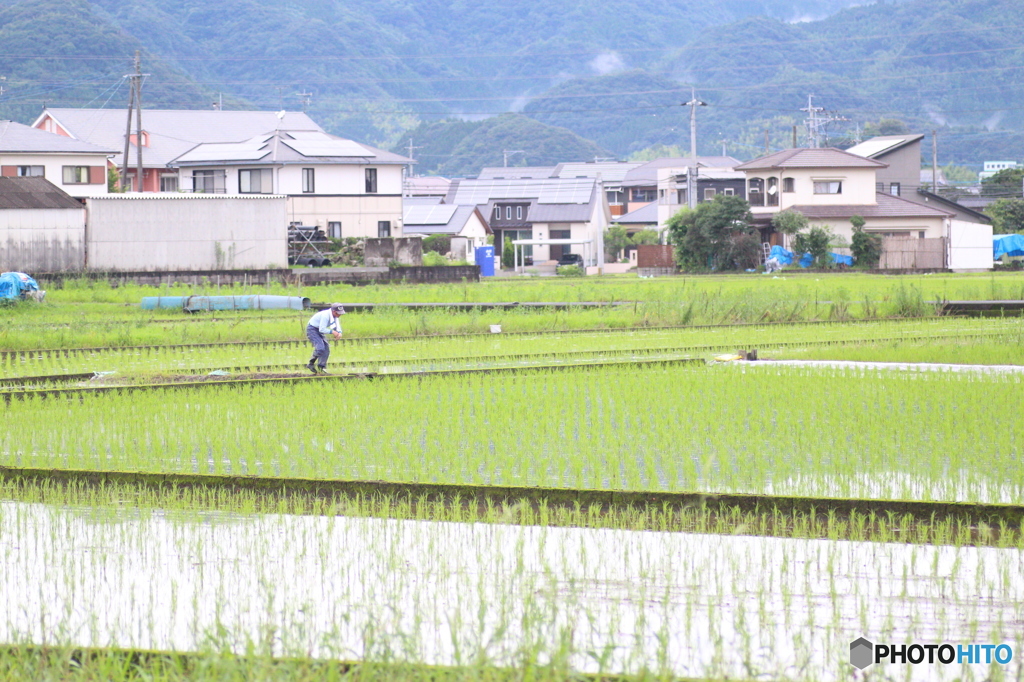 機械で植えられない所は