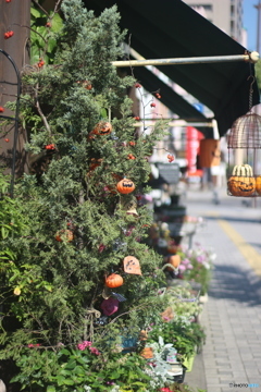 花屋のハロウィン１