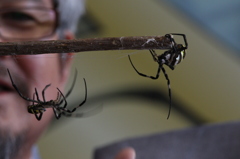 小さい蜘蛛vs大きい蜘蛛