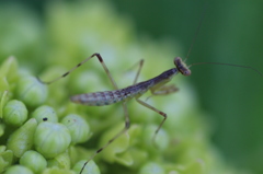 がお～!カマキリだぞ～!!