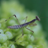 がお～!カマキリだぞ～!!